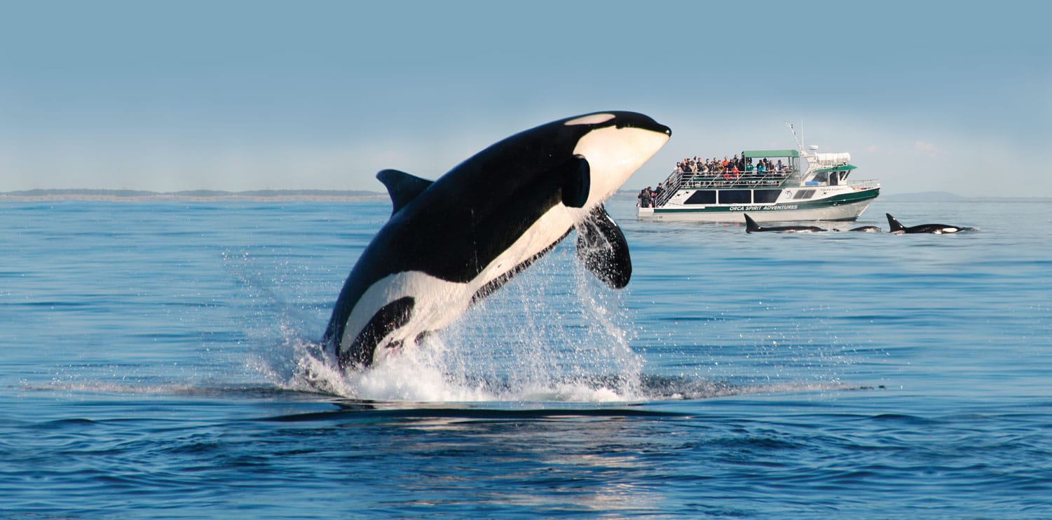 Whale watching near Vancouver Island